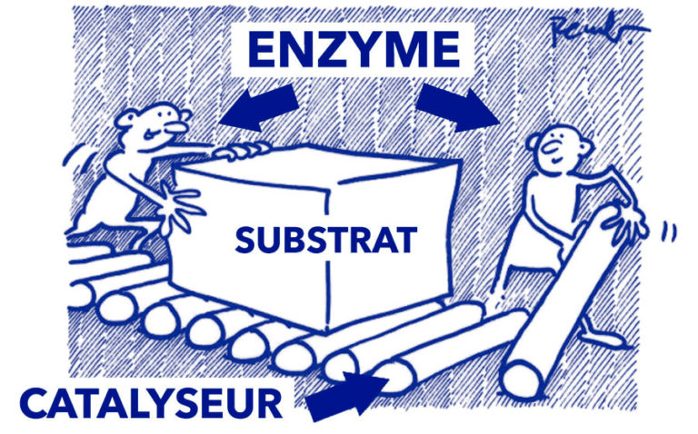Catalyseur explication Laboratoire Bioligo