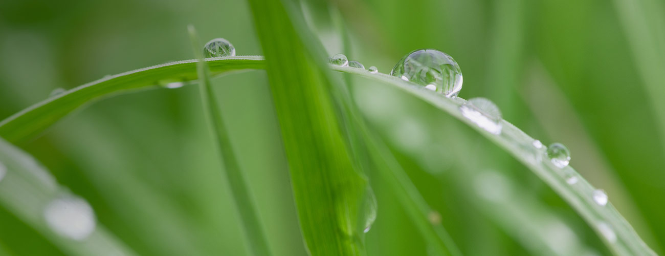 Citronelle bio Huile essentielle Laboratoires Bioligo