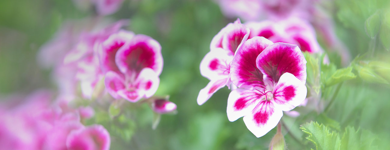 Géranium rosat bio Huile essentielle Laboratoires Bioligo