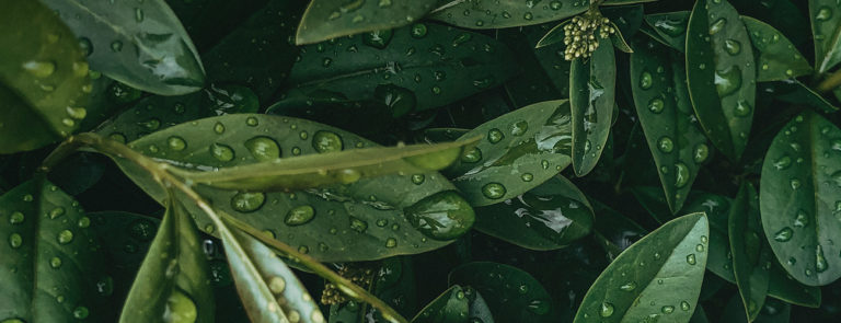 Laurier noble Huile essentielle Laboratoires Bioligo