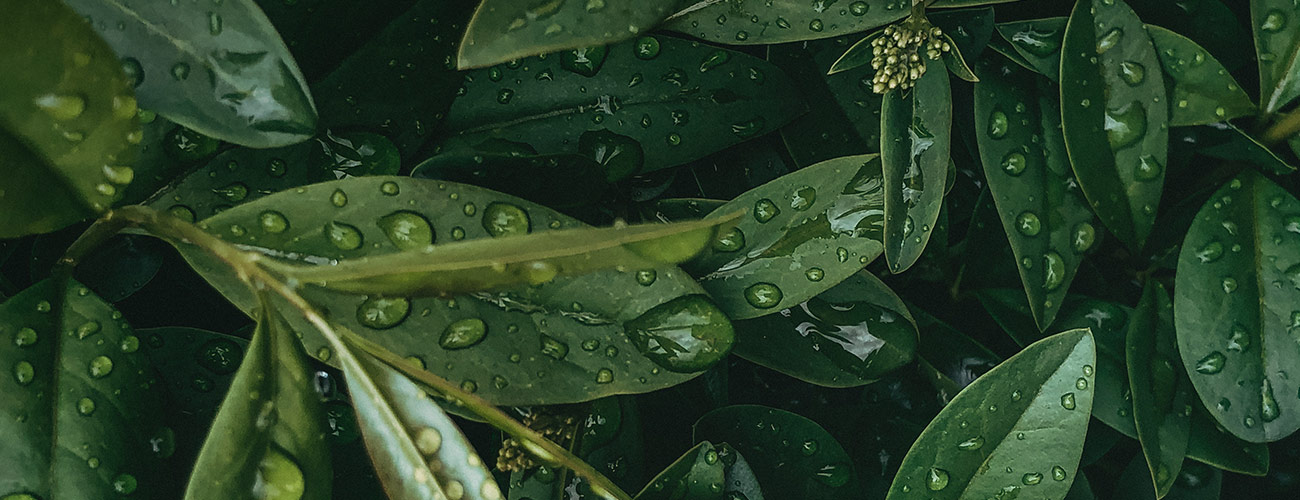 Laurier noble Huile essentielle Laboratoires Bioligo