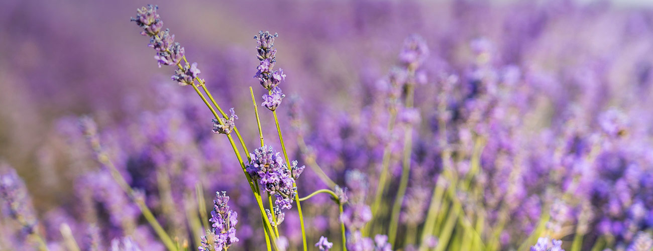 Lavande vraie bio Huile essentielle Laboratoires Bioligo