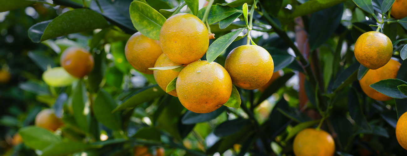 Petit grain bigarade bio Huile essentielle Laboratoires Bioligo