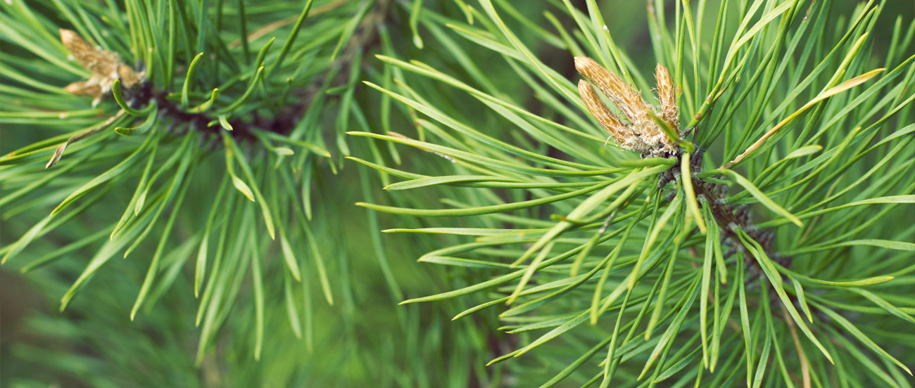 Pin sylvestre Huile essentielle Laboratoires Bioligo
