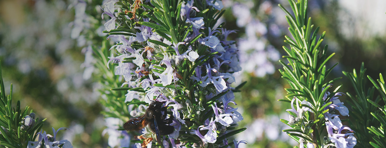 Romarin verbenone bio Huile essentielle Laboratoires Bioligo