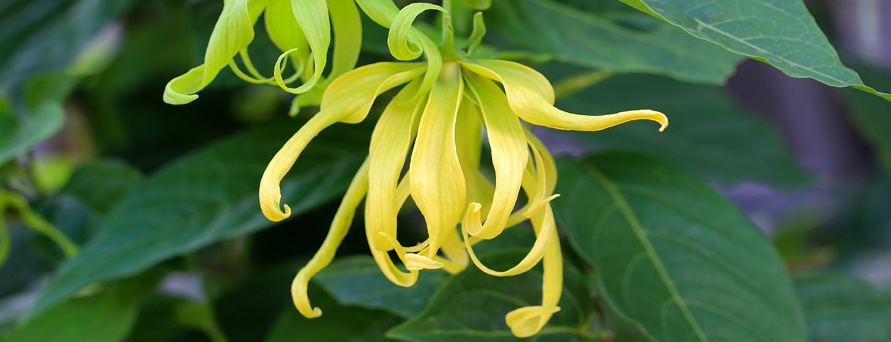 Ylang ylang bio Huile essentielle Laboratoires Bioligo