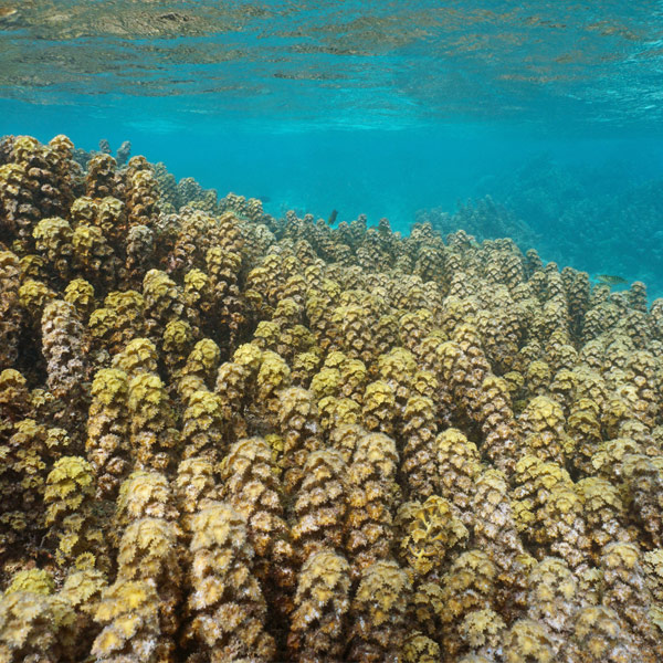 Algues turbunaria ornata Heipoa Laboratoires Bioligo