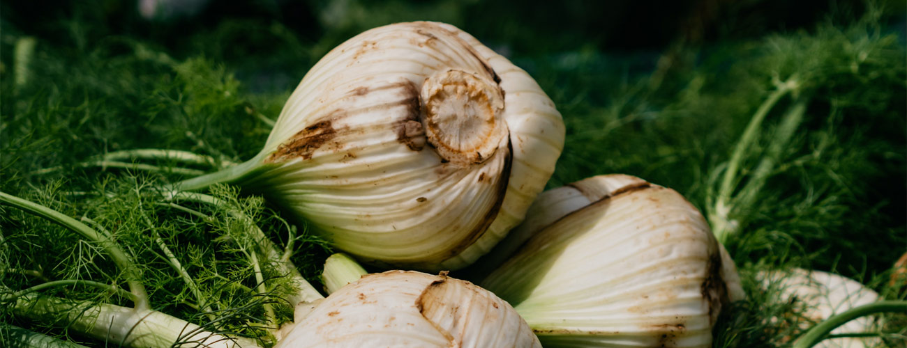 Fenouil bio Huile essentielle Laboratoires Bioligo