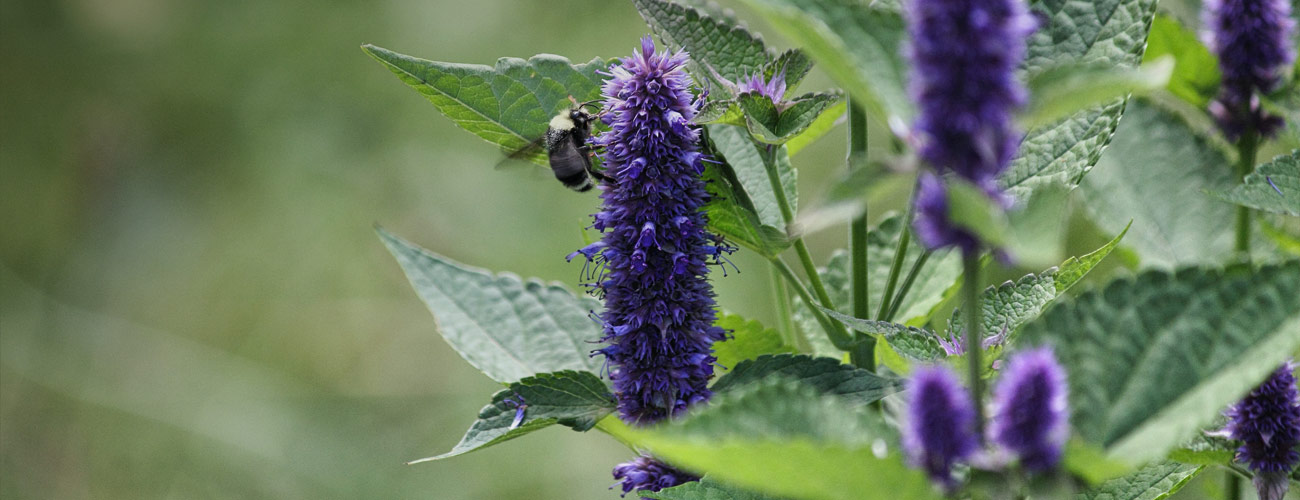 Hysope bio Huile essentielle Laboratoires Bioligo