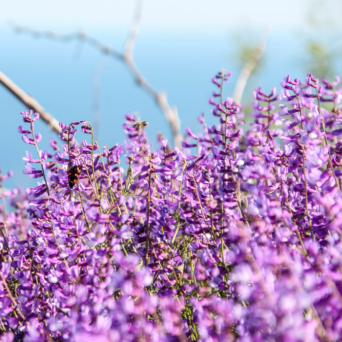 Luzerne cheveux Heipoa Laboratoires Bioligo