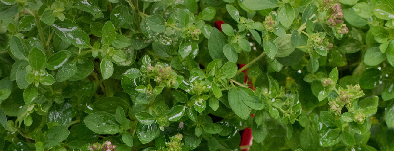 Marjolaine bio Huile essentielle Laboratoires Bioligo