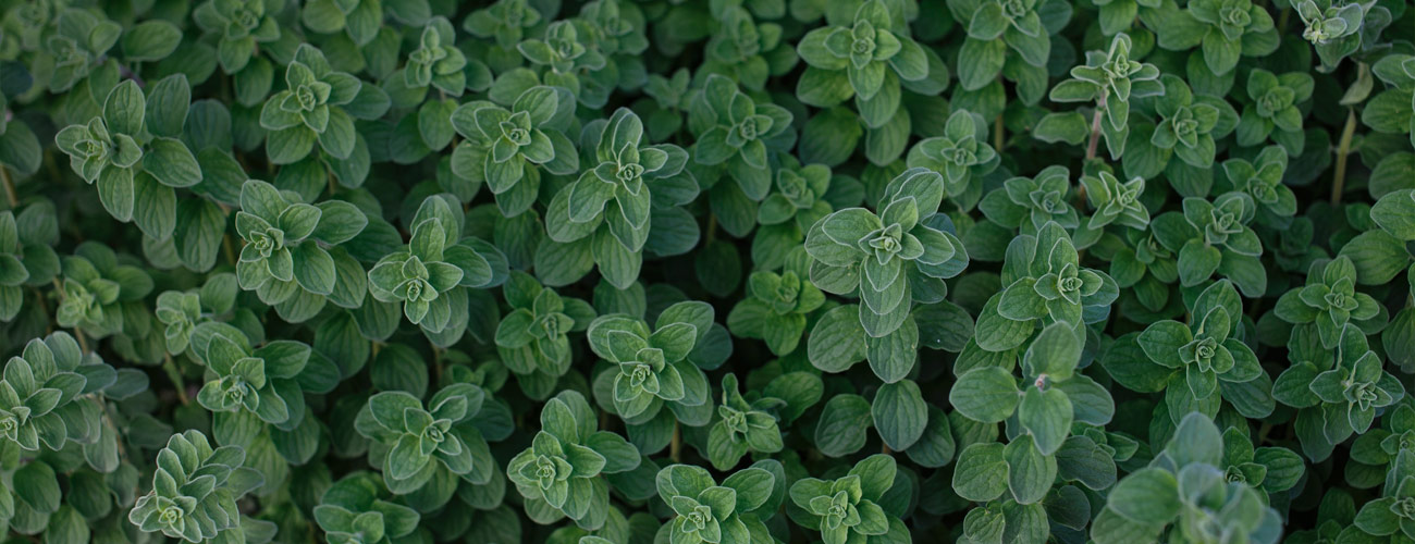 Origan bio Huile essentielle Laboratoires Bioligo