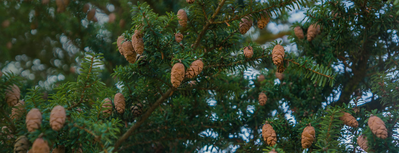 Pruche bio huile essentielle Laboratoires Bioligo