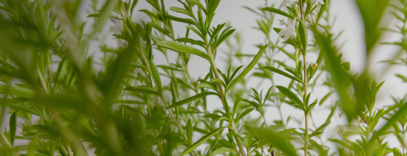 Sarriette bio Huile essentielle Laboratoires Bioligo