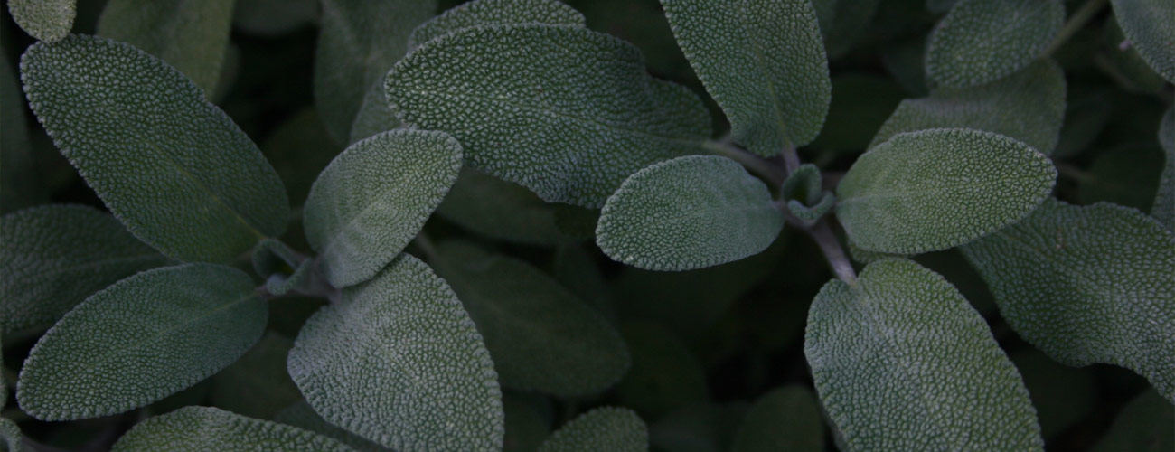 Sauge officinale bio Huile essentielle Laboratoires Bioligo