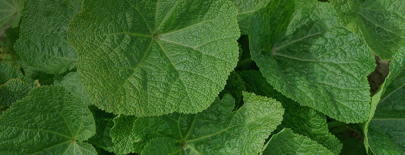 Sauge sclarée bio Huile essentielle Laboratoires Bioligo