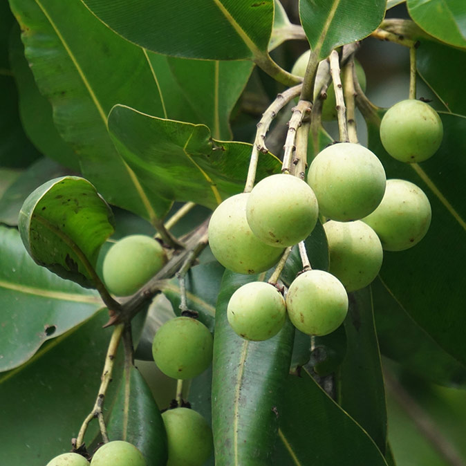 Tamanu Heipoa Laboratoires Bioligo