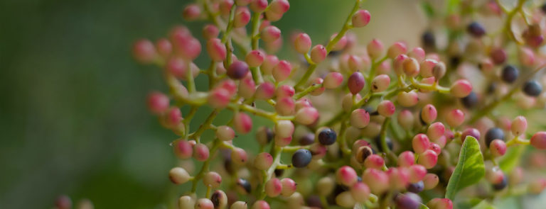 Térébenthine bio Huile essentielle Laboratoires Bioligo