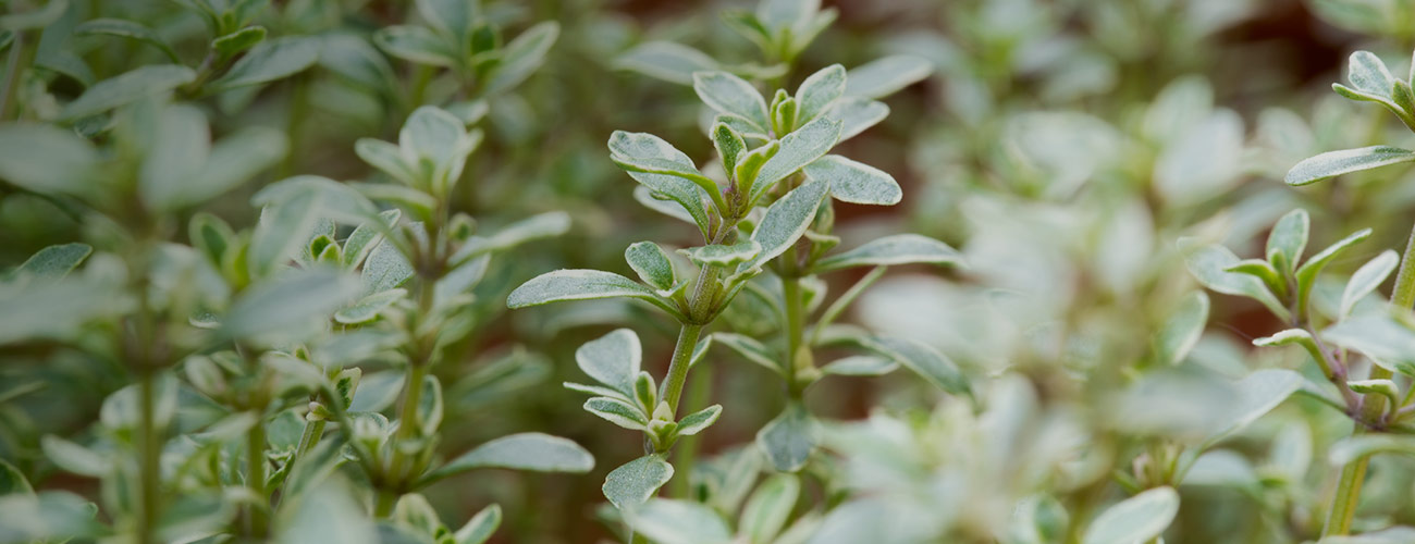 Thym thymol bio Huile essentielle Laboratoires Bioligo