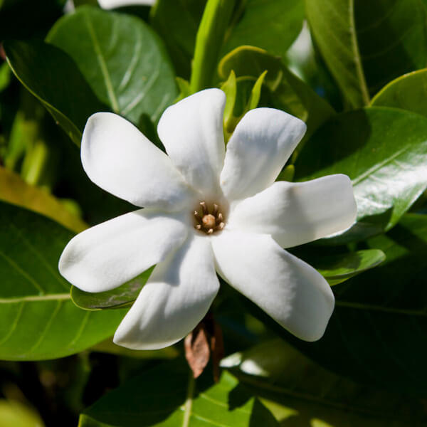 ingredient tiare laino laboratoires bioligo